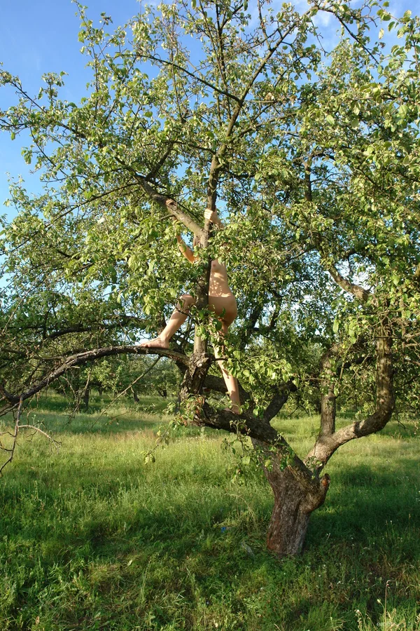 Young looking girl climbs a tree while totally naked in the woods  - Outdoor, Teen, Glamour, Ass, Tiny Tits, Spreading, Shaved, Babe, Feet, Model  - Photo 6
