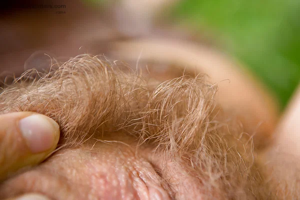 Fair faced amateur Roos shows off all natural looks in great outdoors  - Amateur, Outdoor, Hairy, Close Up, Beautiful, Babe, Pussy, Spreading, Anal Gape, Panties  - Photo 10